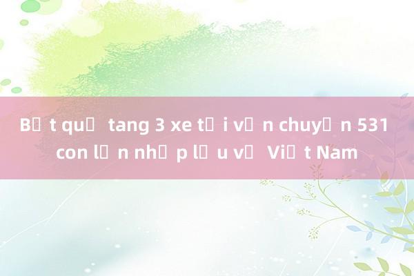 Bắt quả tang 3 xe tải vận chuyển 531 con lợn nhập lậu về Việt Nam